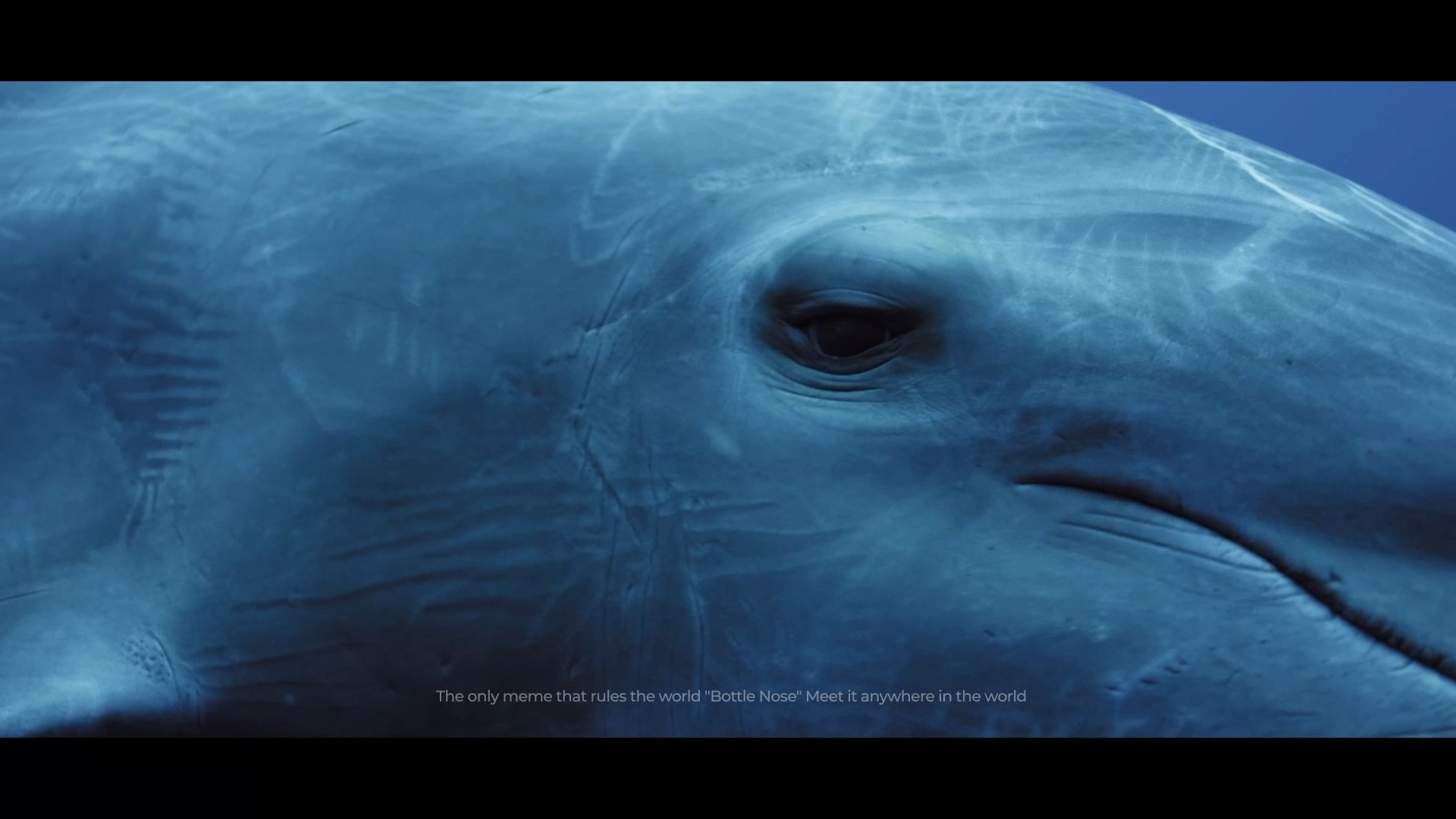 BND_Bottlenose