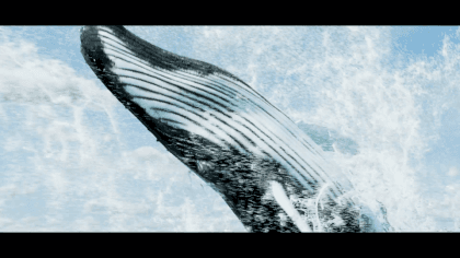 BND_Bottlenose